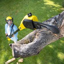 Professional Tree Services in Winchester, TN