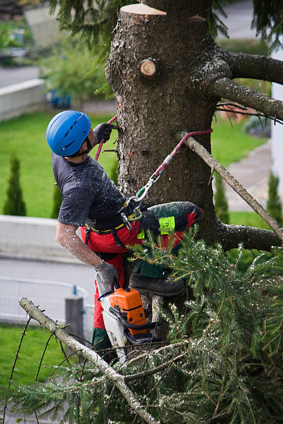 How Our Tree Care Process Works  in  Winchester, TN